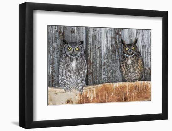 Great Horned Owls (Bubo Virginianus) Roosting in an Abandoned Barn. Idaho, USA. February-Gerrit Vyn-Framed Photographic Print