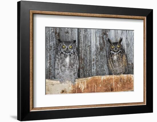 Great Horned Owls (Bubo Virginianus) Roosting in an Abandoned Barn. Idaho, USA. February-Gerrit Vyn-Framed Photographic Print