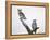 Great Horned Owls on Branch-Arthur Morris-Framed Premier Image Canvas