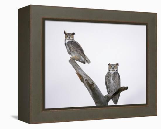 Great Horned Owls on Branch-Arthur Morris-Framed Premier Image Canvas