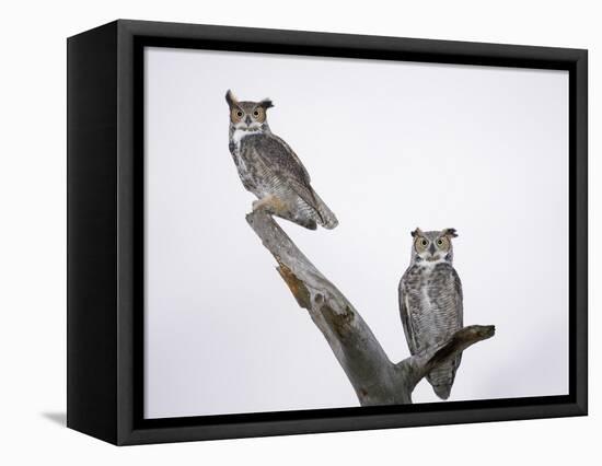 Great Horned Owls on Branch-Arthur Morris-Framed Premier Image Canvas