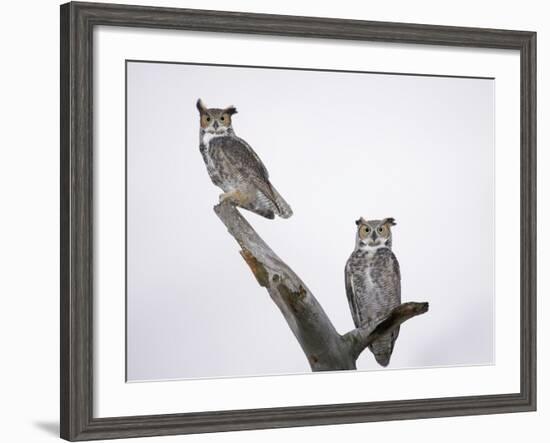 Great Horned Owls on Branch-Arthur Morris-Framed Photographic Print