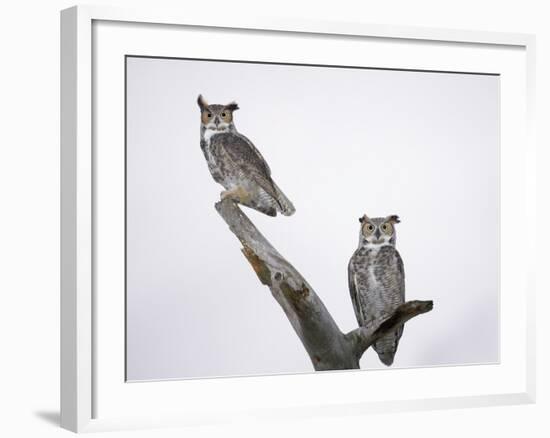 Great Horned Owls on Branch-Arthur Morris-Framed Photographic Print