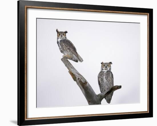 Great Horned Owls on Branch-Arthur Morris-Framed Photographic Print