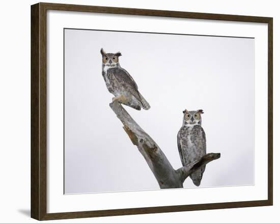 Great Horned Owls on Branch-Arthur Morris-Framed Photographic Print