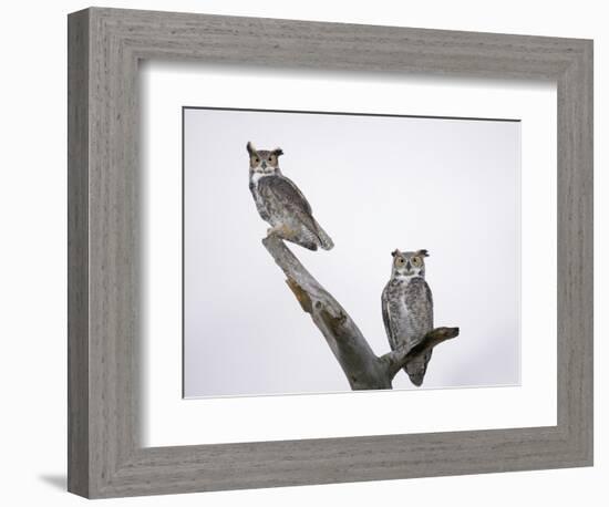 Great Horned Owls on Branch-Arthur Morris-Framed Photographic Print