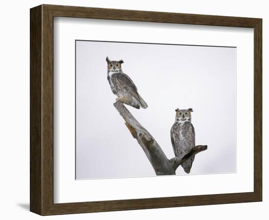 Great Horned Owls on Branch-Arthur Morris-Framed Photographic Print