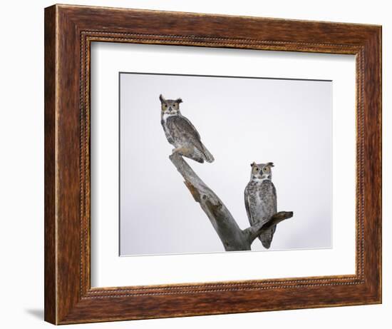 Great Horned Owls on Branch-Arthur Morris-Framed Photographic Print