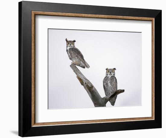 Great Horned Owls on Branch-Arthur Morris-Framed Photographic Print