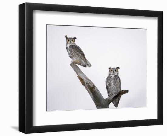 Great Horned Owls on Branch-Arthur Morris-Framed Photographic Print