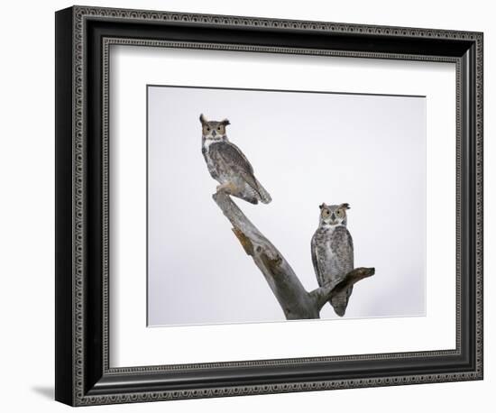 Great Horned Owls on Branch-Arthur Morris-Framed Photographic Print