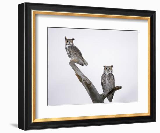 Great Horned Owls on Branch-Arthur Morris-Framed Photographic Print