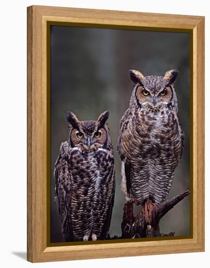 Great Horned Owls, Washington, USA-Charles Sleicher-Framed Premier Image Canvas