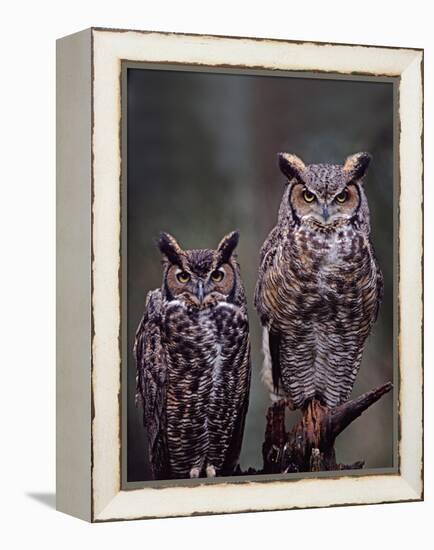 Great Horned Owls, Washington, USA-Charles Sleicher-Framed Premier Image Canvas