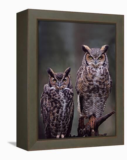 Great Horned Owls, Washington, USA-Charles Sleicher-Framed Premier Image Canvas