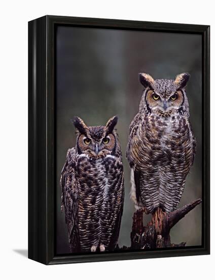 Great Horned Owls, Washington, USA-Charles Sleicher-Framed Premier Image Canvas