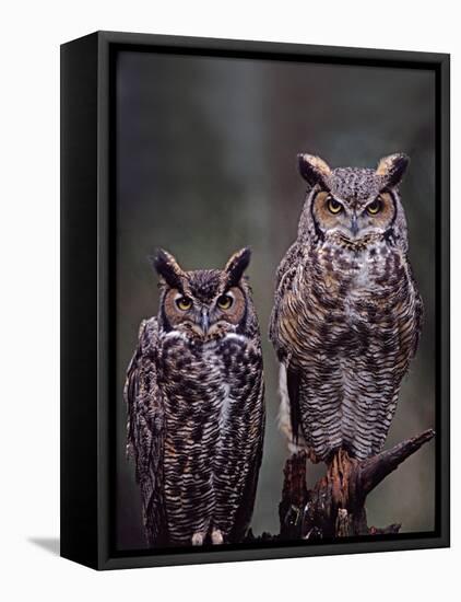 Great Horned Owls, Washington, USA-Charles Sleicher-Framed Premier Image Canvas