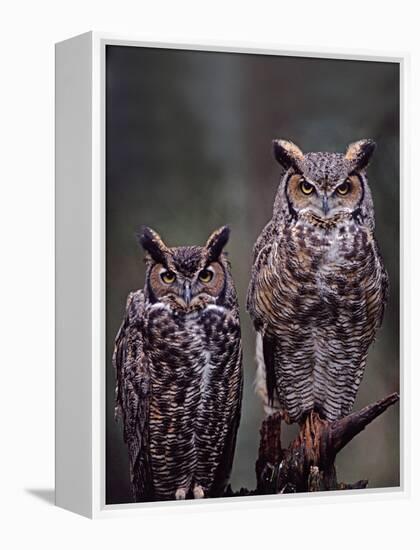 Great Horned Owls, Washington, USA-Charles Sleicher-Framed Premier Image Canvas