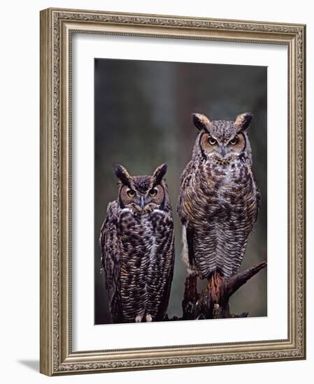 Great Horned Owls, Washington, USA-Charles Sleicher-Framed Photographic Print