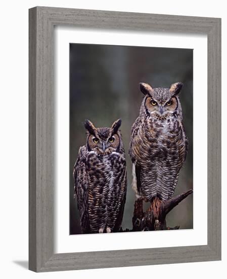 Great Horned Owls, Washington, USA-Charles Sleicher-Framed Photographic Print