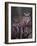 Great Horned Owls, Washington, USA-Charles Sleicher-Framed Photographic Print