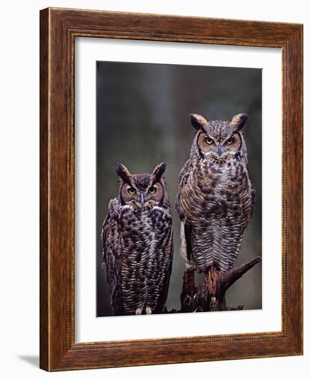 Great Horned Owls, Washington, USA-Charles Sleicher-Framed Photographic Print