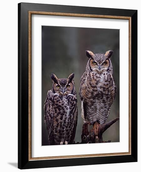 Great Horned Owls, Washington, USA-Charles Sleicher-Framed Photographic Print