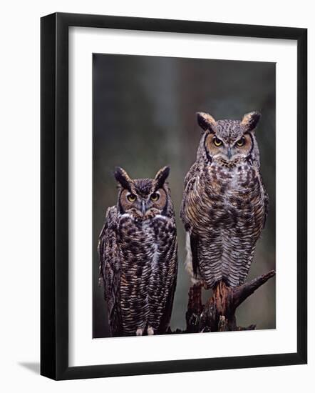 Great Horned Owls, Washington, USA-Charles Sleicher-Framed Photographic Print