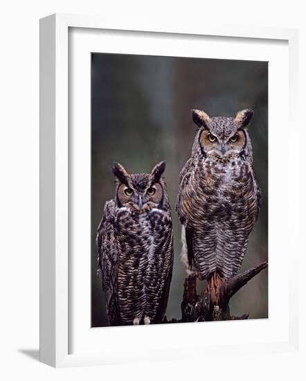 Great Horned Owls, Washington, USA-Charles Sleicher-Framed Photographic Print