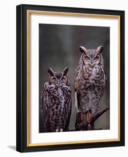 Great Horned Owls, Washington, USA-Charles Sleicher-Framed Photographic Print