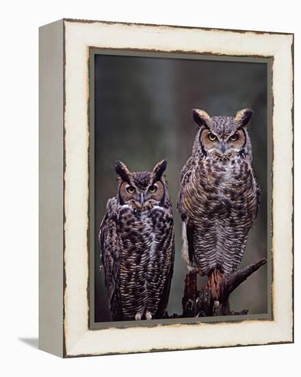 Great Horned Owls, Washington, USA-Charles Sleicher-Framed Premier Image Canvas