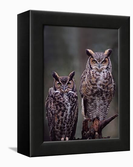 Great Horned Owls, Washington, USA-Charles Sleicher-Framed Premier Image Canvas