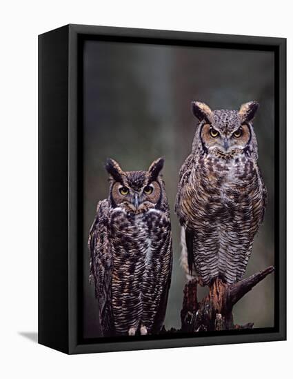 Great Horned Owls, Washington, USA-Charles Sleicher-Framed Premier Image Canvas