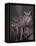 Great Horned Owls, Washington, USA-Charles Sleicher-Framed Premier Image Canvas