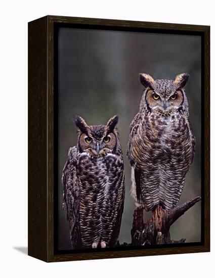 Great Horned Owls, Washington, USA-Charles Sleicher-Framed Premier Image Canvas
