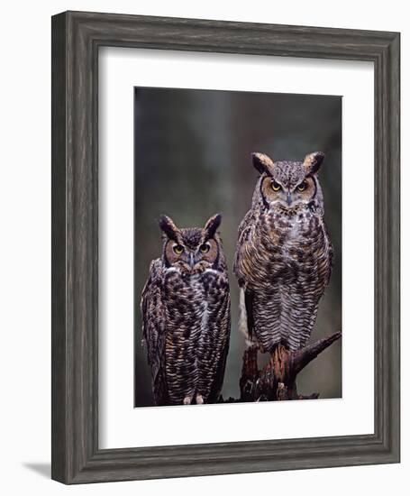 Great Horned Owls, Washington, USA-Charles Sleicher-Framed Photographic Print