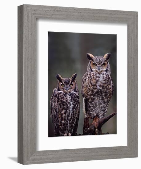 Great Horned Owls, Washington, USA-Charles Sleicher-Framed Photographic Print