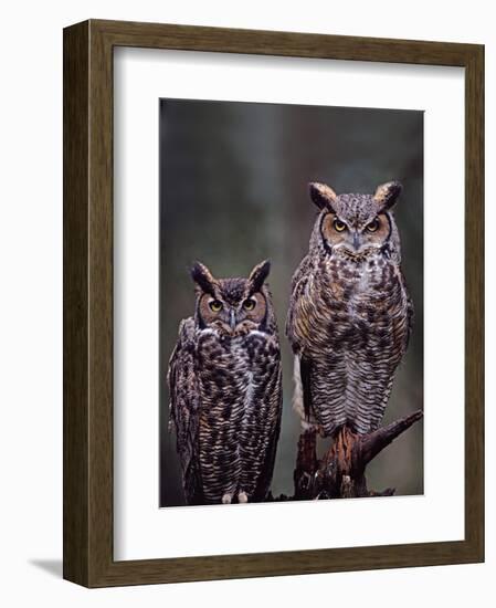 Great Horned Owls, Washington, USA-Charles Sleicher-Framed Photographic Print