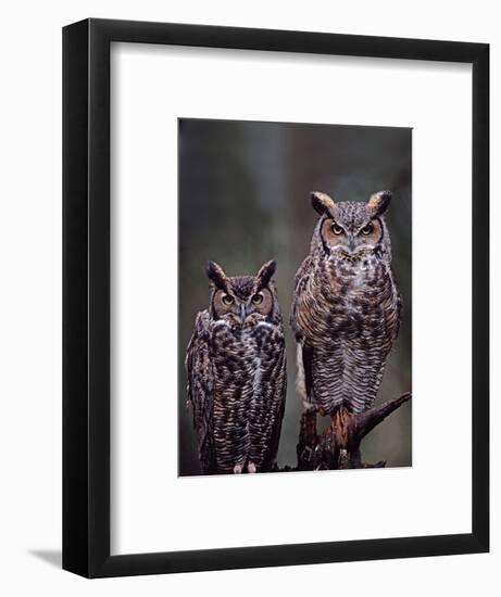 Great Horned Owls, Washington, USA-Charles Sleicher-Framed Photographic Print