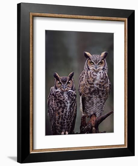 Great Horned Owls, Washington, USA-Charles Sleicher-Framed Photographic Print