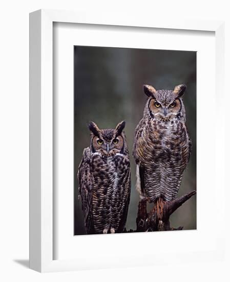 Great Horned Owls, Washington, USA-Charles Sleicher-Framed Photographic Print