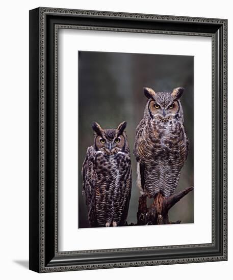 Great Horned Owls, Washington, USA-Charles Sleicher-Framed Photographic Print