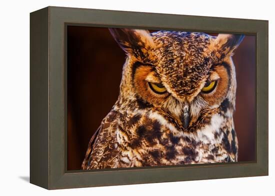 Great Horned Own-duallogic-Framed Premier Image Canvas