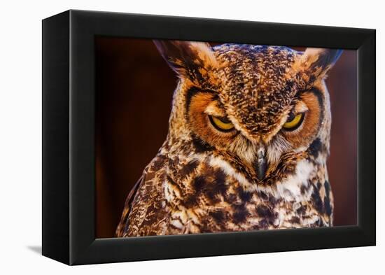 Great Horned Own-duallogic-Framed Premier Image Canvas