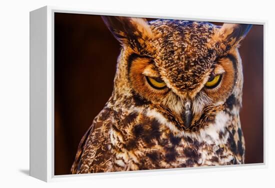 Great Horned Own-duallogic-Framed Premier Image Canvas