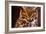 Great Horned Own-duallogic-Framed Photographic Print