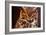 Great Horned Own-duallogic-Framed Photographic Print