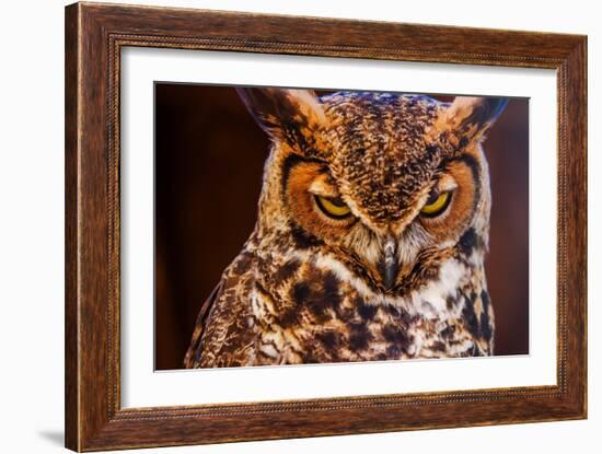 Great Horned Own-duallogic-Framed Photographic Print