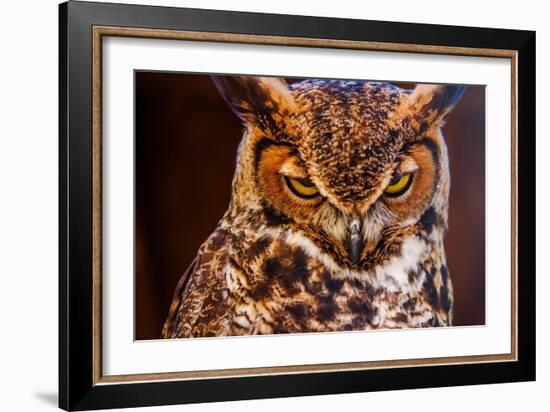 Great Horned Own-duallogic-Framed Photographic Print