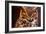 Great Horned Own-duallogic-Framed Photographic Print